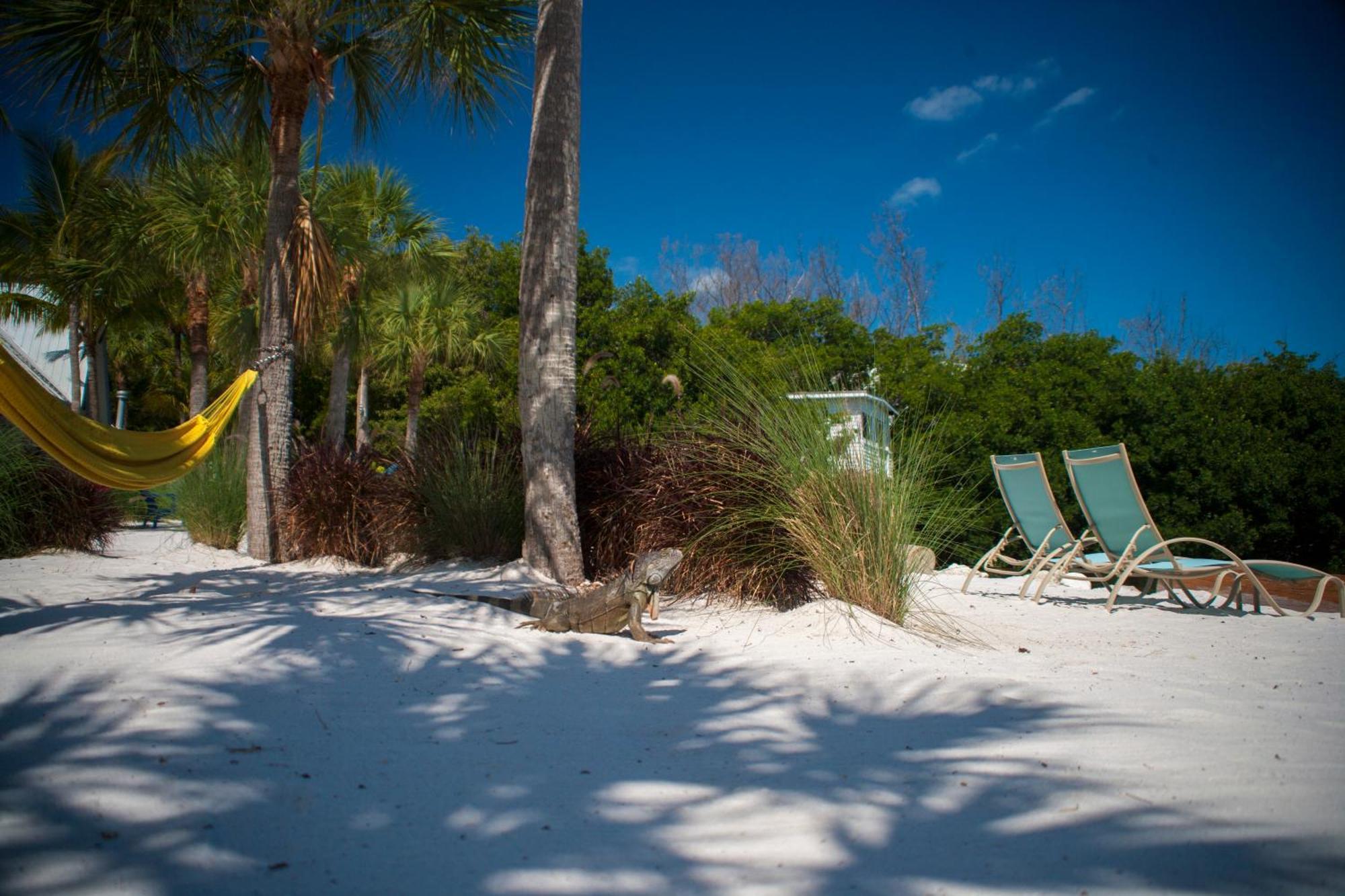 Ibis Bay Resort Key West Rom bilde